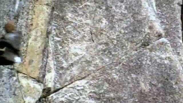 Bushwhacked Fragmanı