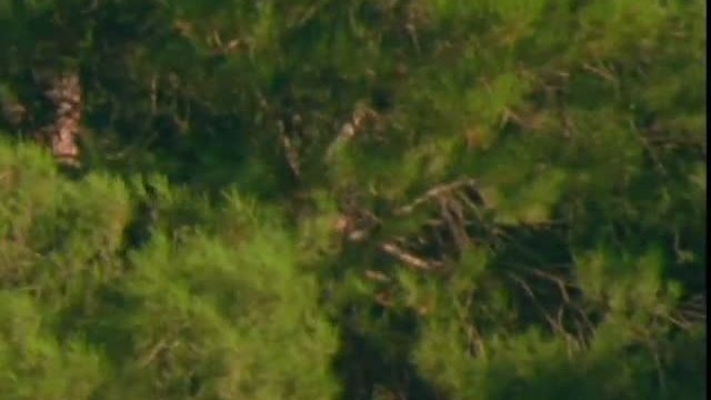 The Wailer Fragmanı