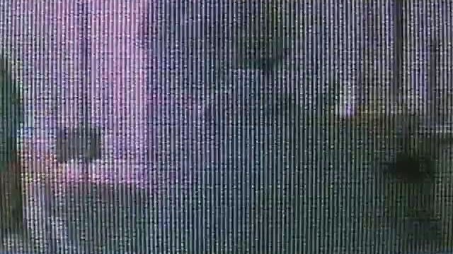 Mansquito / Mosquitoman Fragmanı