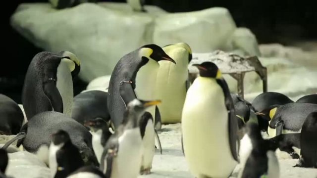 Mr. Popper\'s Penguins Kısa Klip