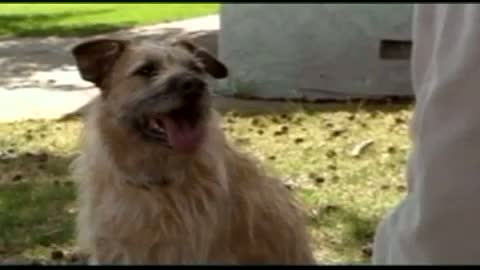 Dog Gone Love Fragmanı