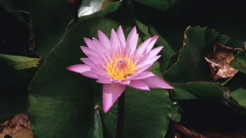 The Ultimate Wave Tahiti Fragmanı