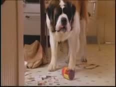 Afacan Köpek Beethoven 5 kısa klıp