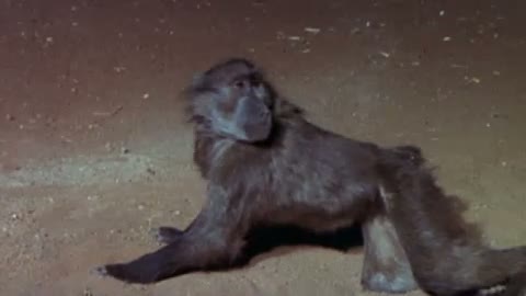 Animals Are Beautiful People (ı) Fragmanı