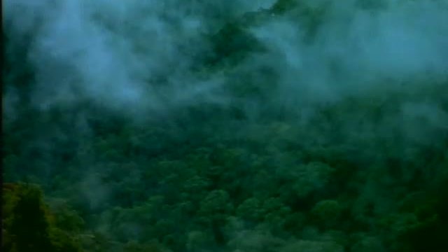 Tropical Rainforest Fragmanı