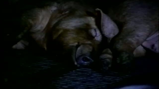 Slaughterhouse Fragmanı