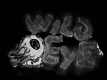 Night Of The Living Dead: Reanimated Fragmanı