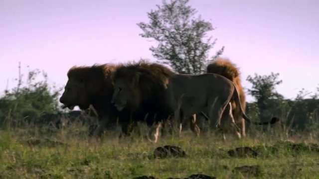 African Cats 3. Fragmanı