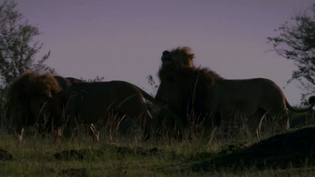 African Cats 4. Fragmanı