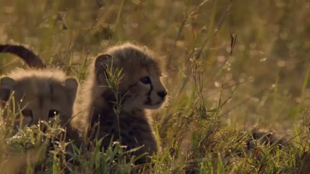 African Cats 6. Fragmanı
