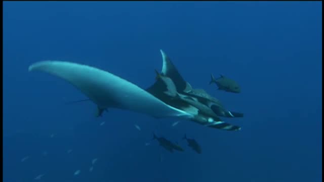 Sharks 3D 2. Fragmanı