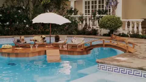 Beverly Hills Chihuahua 2 1. Fragmanı