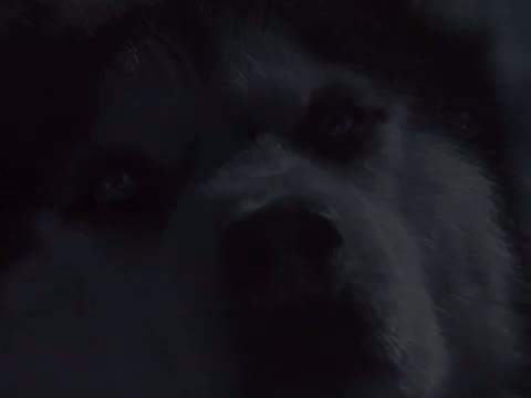 Eight Below 7. Fragmanı