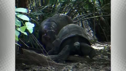 The Fox And The Hound 2. Fragmanı