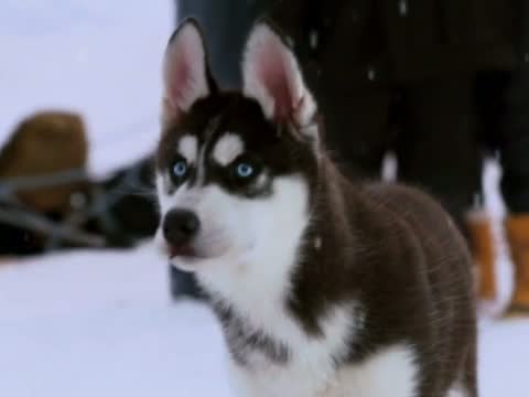 Snow Buddies 2. Fragmanı