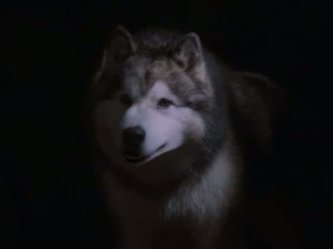 Snow Buddies 4. Fragmanı