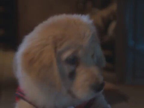 Snow Buddies 17. Fragmanı