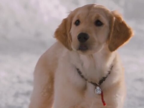 Snow Buddies 19. Fragmanı