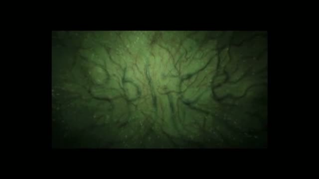 Splice 27. Fragmanı