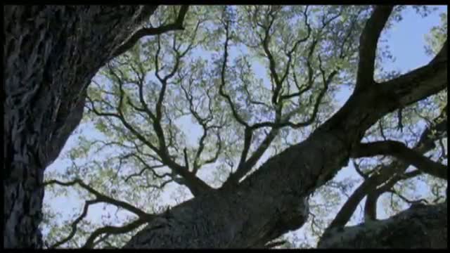 The Tree Of Life 4. Fragmanı