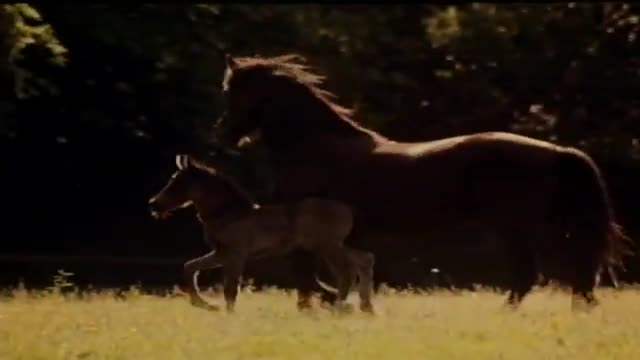 Black Beauty 2. Fragmanı