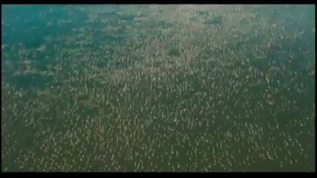 The Crimson Wing: Mystery Of The Flamingos 1. Fragmanı