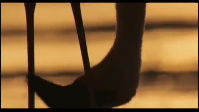 The Crimson Wing: Mystery Of The Flamingos 2. Fragmanı