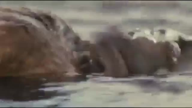 The Crimson Wing: Mystery Of The Flamingos 3. Fragmanı