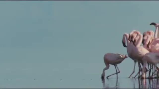 The Crimson Wing: Mystery Of The Flamingos 5. Fragmanı