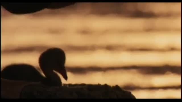 The Crimson Wing: Mystery Of The Flamingos 6. Fragmanı