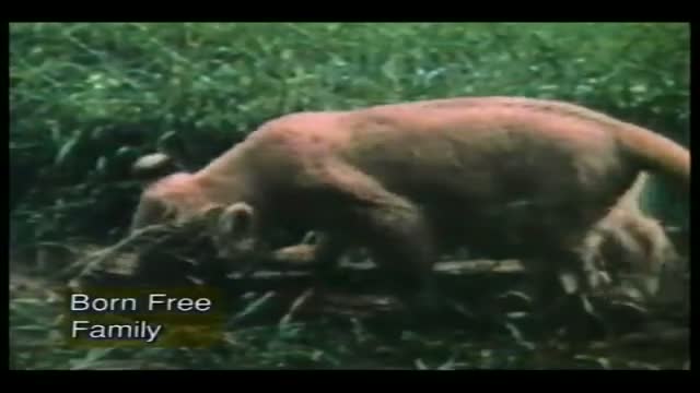 Born Free 1. Fragmanı
