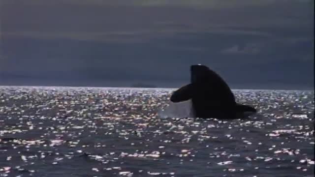 Free Willy 2. Fragmanı