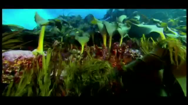 Sharkwater 2. Fragmanı