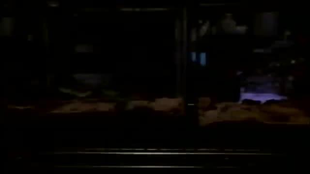 King Cobra! 1. Fragmanı