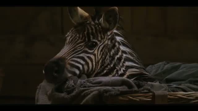 Zig Zig (1975) 1. Fragmanı