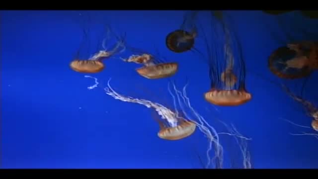 The Living Sea 3. Fragmanı