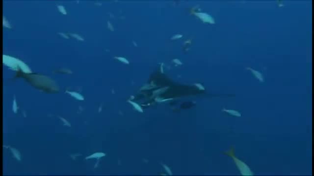 Dolphins and Whales 3D: Tribes of the Ocean 2. Fragmanı