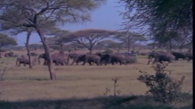 African Journey 1. Fragmanı