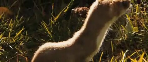 Arkadaşım Tilki Fragman