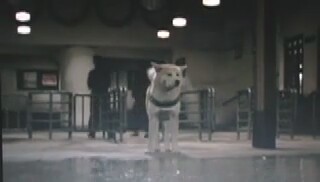 Hachiko monogatari - Bittersweet (Akita dog)