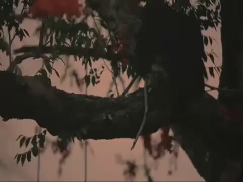 The Crow: Wicked Prayer Fragman