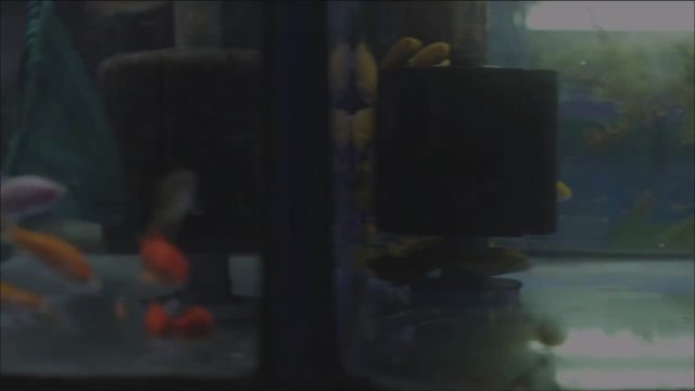 La fille du Martin Fragman