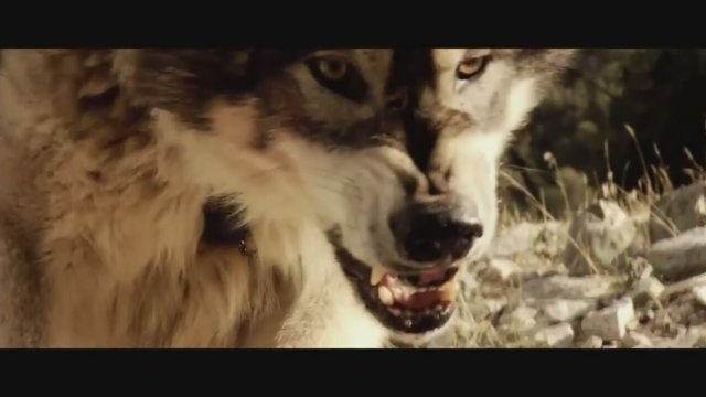 Wolf Town (2010) Fragman