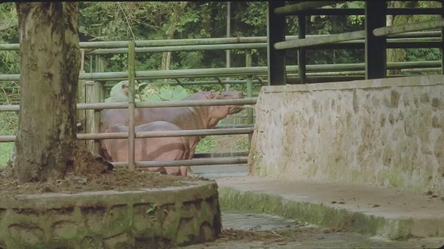 Postcards From The Zoo (2012) Fragman