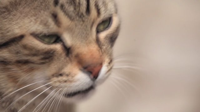 Nine Lives - Cats in Istanbul  Fragman
