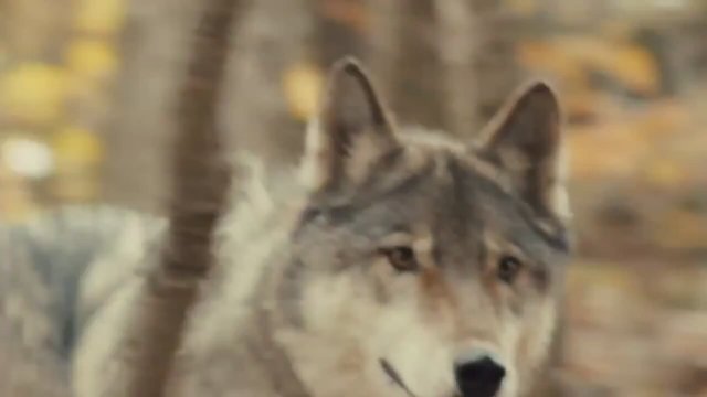 Against the Wild  Fragman