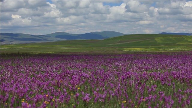 33 Yıllık Direniş-Berfo Ana Fragman
