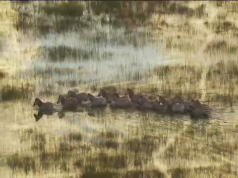 Great Migrations Fragman