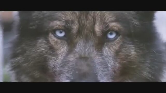 Hawooling  / Howling Fragman