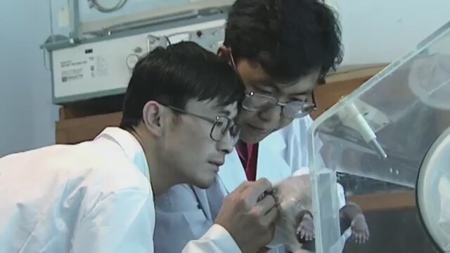 Bebek Panda (2014) fragmanı